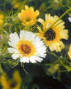 φωτογραφία Κίτρινο Χιεράτσιο λουλούδι