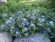 ფოტო ღია ლურჯი ყვავილების ლურჯი Dogbane