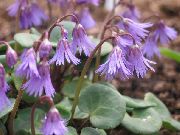 紫丁香 Soldanella 园林花卉 照片