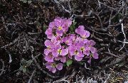 photo Solms-Laubachia Flower