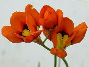 červená Sparaxis, Harlekýn Květ Zahradní květiny fotografie