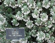 φωτογραφία λευκό λουλούδι Μεγάλο Betony