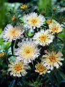 bílá Chrpa Astra, Útočí Aster Zahradní květiny fotografie