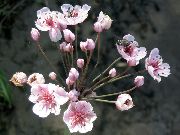 foto rosa Fiore Giunco ​​fiorito