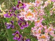 różowy Schizanthus (Shizantus) Kwiaty ogrodowe zdjęcie