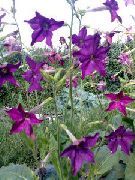 zdjęcie purpurowy Kwiat Dekoracyjne Tytoniu