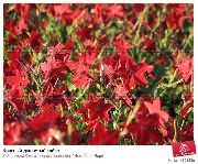 rouge La Floraison Du Tabac Fleurs Jardin photo