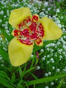 foto žuti  Tigar Cvijet, Meksički Ljuska Cvijet