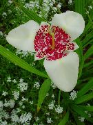 white Tiger Flower, Mexican Shell Flower  photo
