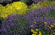 φωτογραφία Θυμάρι Κήπο, Αγγλικά Θυμάρι, Κοινή Θυμάρι λουλούδι