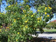 yellow Sunflower Tree, Tree Marigold, Wild Sunflower, Mexican Sunflower  photo