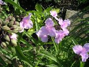 ružový Virginia Spiderwort, Slzy Dámske Záhradné Kvety fotografie