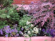 bianco Throatwort Fiori del giardino foto