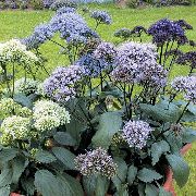 lyse blå Throatwort Hage Blomster bilde