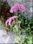 photo pink Flower Throatwort