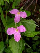 roz Trillium, Wakerobin, Floare Tri, Birthroot  fotografie