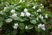 foto balts Zieds Trillium, Sīkā Trillija, Tri Ziedu, Birthroot