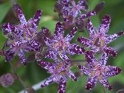 kuva violetti Kukka Rupikonna Lilja