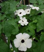 ホワイト 黒い目のスーザン 庭の花 フォト