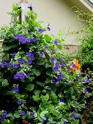 фото синій Квітка Тунбергия