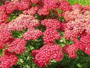 kırmızı Civanperçemi, Staunchweed, Zalim, Thousandleaf, Askerin Woundwort Bahçe çiçekleri fotoğraf