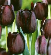 ფოტო შინდისფერი ყვავილების Tulip