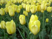 黄 チューリップ 庭の花 フォト