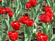 foto sarkans Zieds Tulpe