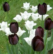 nero Tulipano Fiori del giardino foto