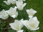 photo Tulip Flower