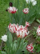 röd Tulip Trädgård blommor foto