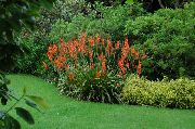rojo Watsonia, Lirio Corneta Flores del Jardín foto