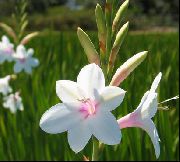 φωτογραφία λευκό λουλούδι Watsonia, Σάλπιγγα Κρίνο