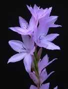 lilla Watsonia, Signalhorn Lilje Have Blomster foto