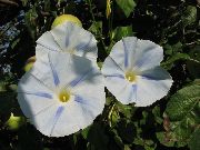 bílá Morning Glory, Modrá Svítání Květina  fotografie