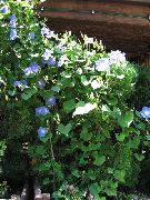 foto luz azul  Corriola, Flor Azul Do Alvorecer