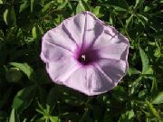 lilac Morning Glory, Blue Dawn Flower  photo