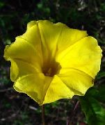 dzeltens Morning Glory, Zils Dawn Puķe Dārza Ziedi foto