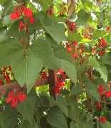 φωτογραφία Scarlet Δρομέας Φασόλι, Οστρακιά, Κατακτητής, Φασόλια Φωτιά, Μαμούθ, Κόκκινο Gian λουλούδι