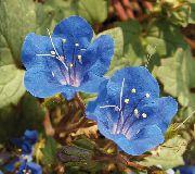 照片 加州风信子，花边的Phacelia，蓝色卷发，毛毛虫，小提琴的脖子，蜘蛛花，野生鸡血石 