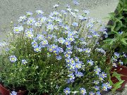 kuva Sininen Päivänkakkara, Sininen Marguerite Kukka
