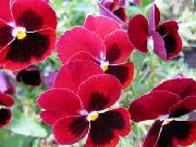 červená Viola, Fialka Záhradné Kvety fotografie