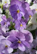 照片 紫丁香 花 中提琴，三色堇