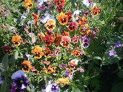 oranžový Viola, Maceška Zahradní květiny fotografie