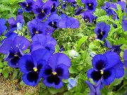 青 ビオラ、パンジー 庭の花 フォト