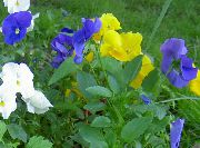 блакитний Фіалка Вітрокка (Братки) Садові Квіти фото