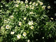 foto balts Zieds Canada Anemone, Pļavas Anemone