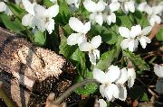 blanco Cuernos Pensamiento, Cuernos Violeta Flores del Jardín foto