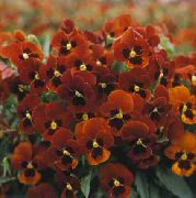 raudonas Raguotas Našlaitės, Raguotas Violetinė Sodo Gėlės nuotrauka