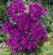 zdjęcie purpurowy Kwiat Floks Wiechowaty